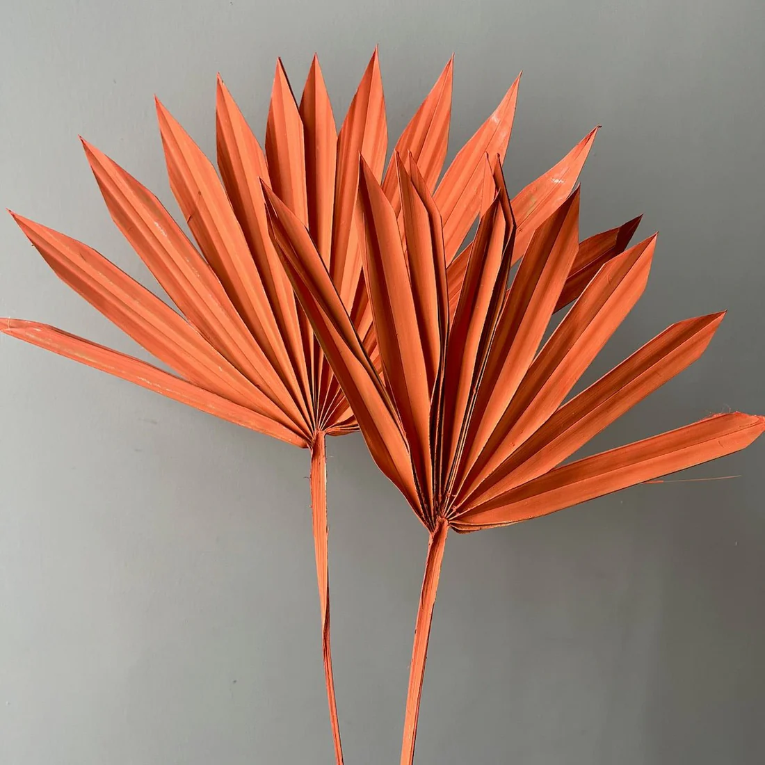 PALM SUN SPEAR-ORANGE COLOUR